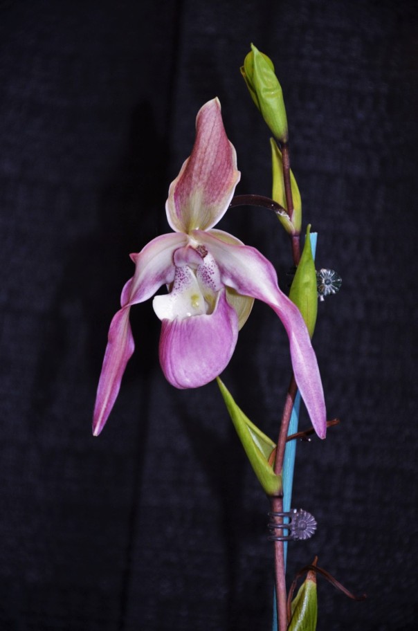 Elizabeth's Orchid 2
