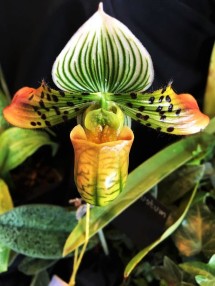 Orchid Paph. Venustum