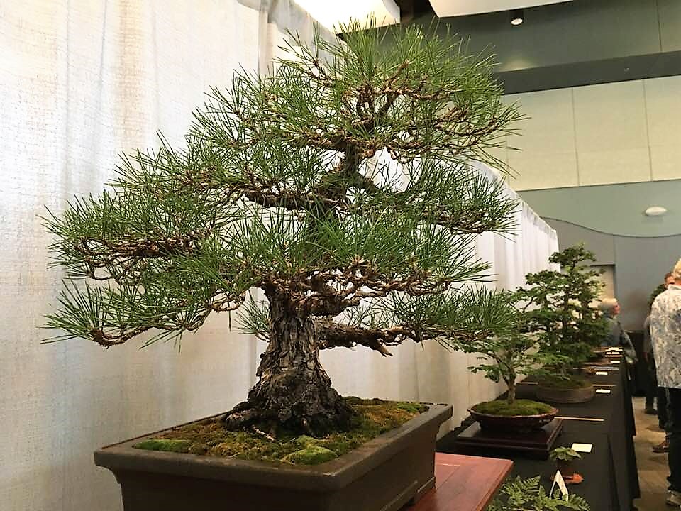 Majestic Pine